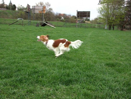 kooikerhondje